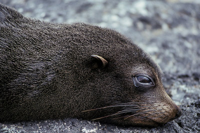 ECU 24 Galapagos Seal.jpg