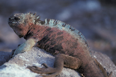 ECU 29 Galapagos Iguana.jpg