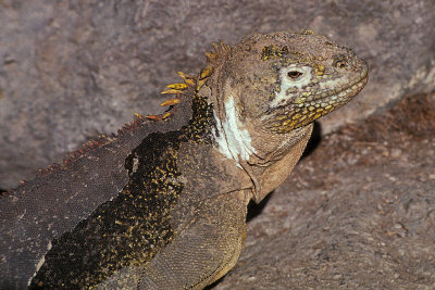 ECU 31 Galapagos Iguana.jpg