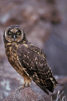 ECU 33 Galapagos Owl.jpg