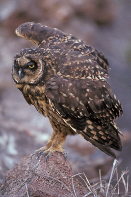 ECU 34 Galapagos Owl.jpg
