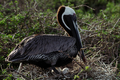 ECU 39 Galapagos Brown Pelican.jpg