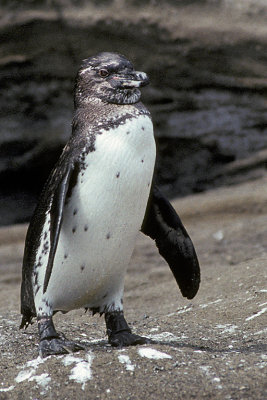 ECU 41 Galapagos Flightless Penguin.jpg