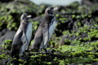ECU 42 Galapagos Flightless Penguin.jpg