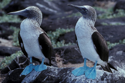 ECU 46 Galapagos Blue-Footed Booby.jpg