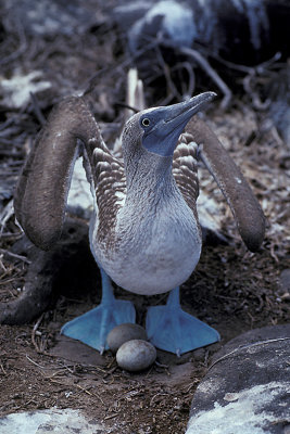 ECU 48 Galapagos Blue-Footed Booby.jpg