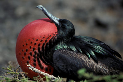 ECU 52 Galapagos Magnificent Frigatebird m.jpg
