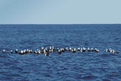 ECU 54 Galapagos Laysan Albatross Raft.jpg