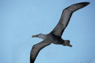 ECU 55 Galapagos Laysan Albatross.jpg