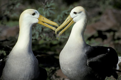 ECU 57 Galapagos Laysan Albatross.jpg