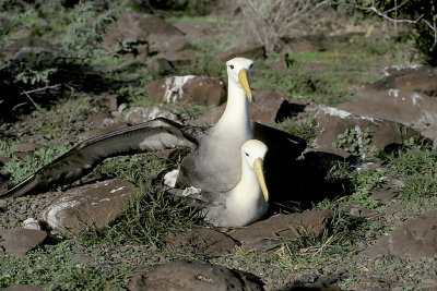 ECU 58 Galapagos Laysan Albatross.jpg