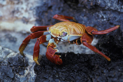ECU 59 Galapagos Sally Lightfoot Crab.jpg