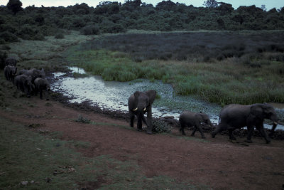 KEN 19 Elephants Lake.jpg