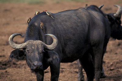 KEN 21 Cape Buffalo Oxpeckers.jpg
