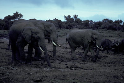 KEN 22 Elephants.jpg