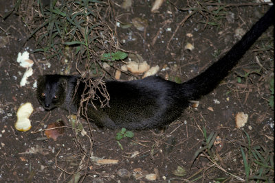 KEN 23 Mongoose.jpg
