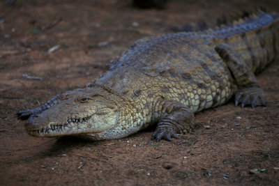 KEN 27 Crocodile.jpg