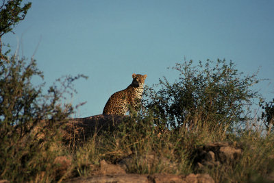 KEN 28 Leopard.jpg