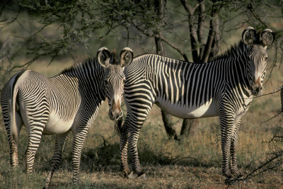 KEN 29 Grevy's Zebras.jpg