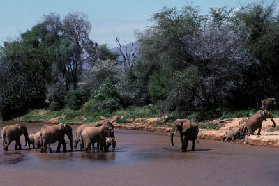 KEN 32 Elephants River.jpg