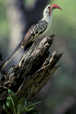 KEN 36 Hornbill.jpg