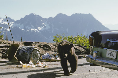 WA Mt Rainier NP 05 Black Bear.jpg