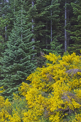 WA Mt St Helens NVM 07 Scotch Broom.jpg