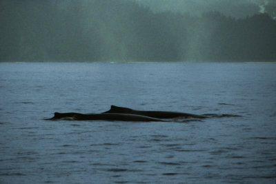 AK Glacier Bay NP 2 Killer Orca Whale.jpg