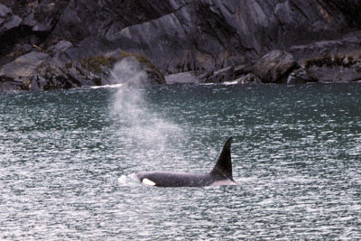 AK Glacier Bay NP 3 Whale Fluke.jpg