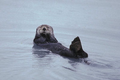 AK Kenai Fjords NP 4 Sea Otter.jpg