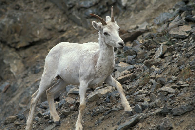 AK Kenai Peninsula 3 Mtn Goat.jpg