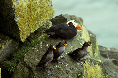 AK St Paul Pribilofs 10 Tufted Puffin & Auklets.jpg