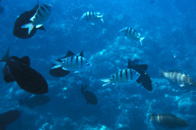 HI Lanai 3 Manele Bay Fish While Snorkeling.jpg