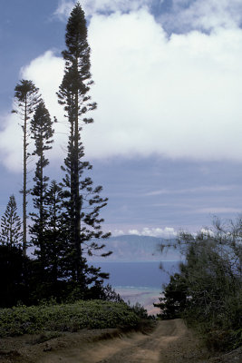 HI Lanai 6 Munro Norfolk Pine Trail.jpg