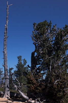 UT Bryce NP 08 Bristle Cone Pine Tree.jpg