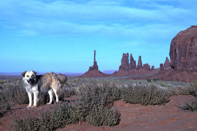 UT Monument Valley 12 Sheep Dog near Totem Pole.jpg