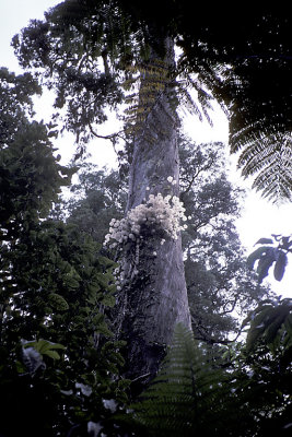 NZL 04 Kouri White Bark Tree.jpg