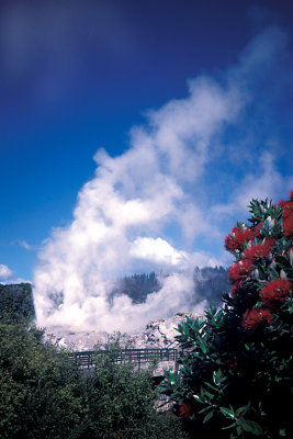 NZL 09 Rotorua Geyser.jpg