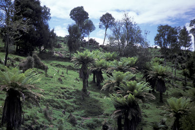 NZL 13 North Is Hike.jpg