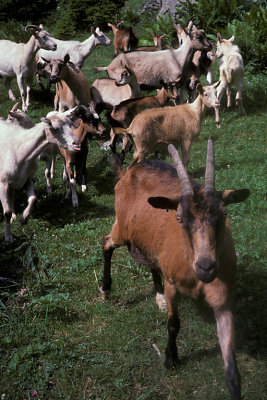 SWZ Mt Blanc 15 Goats.jpg