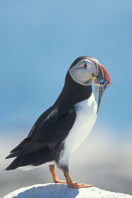 NB Bay Fundy 5 Machias Seal Island Atlantic Puffin.jpg
