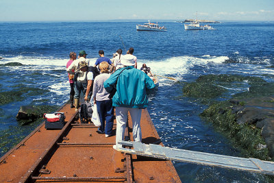 NB Bay Fundy 6 Machias Seal Island 3 Dock.jpg