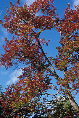 NB St Andrews 3 Foliage.jpg