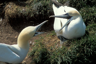 QC Gaspe Peninsula 5 Northern Gannets.jpg