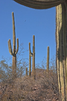 AZ Organ Pipes NM 04 Saguaros.jpg