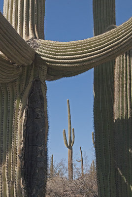AZ Organ Pipes NM 05 Saguaros.jpg