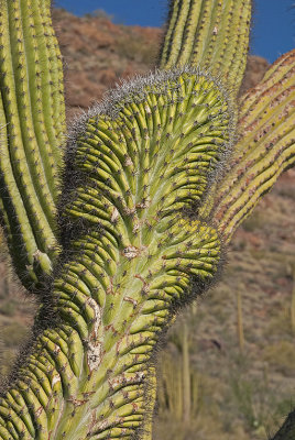 AZ Organ Pipes NM 06 Cristate Saguaro Rare Mutation.jpg