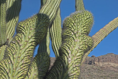 AZ Organ Pipes NM 07 Cristate Saguaro.jpg