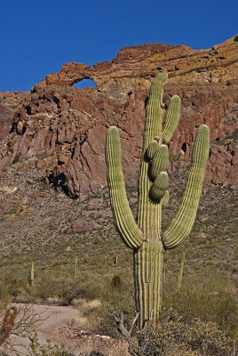 AZ Organ Pipes NM 10 Arch Upper Left & Saguaro Right.jpg