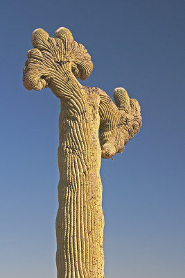 AZ Organ Pipes NM 11 Cristate Saguaro.jpg